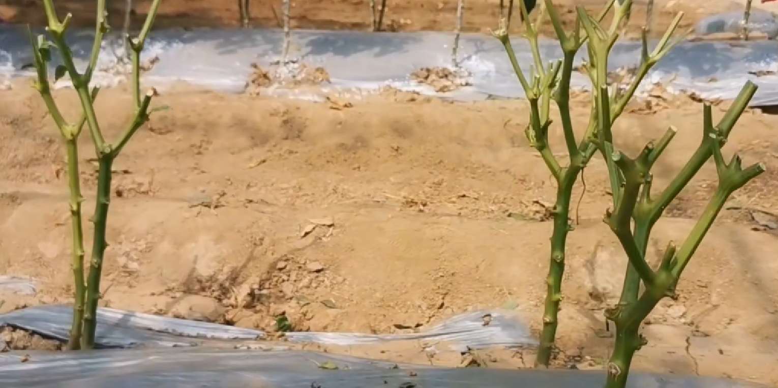 辣椒疯长不结果,辣椒怎样修剪才能多结果