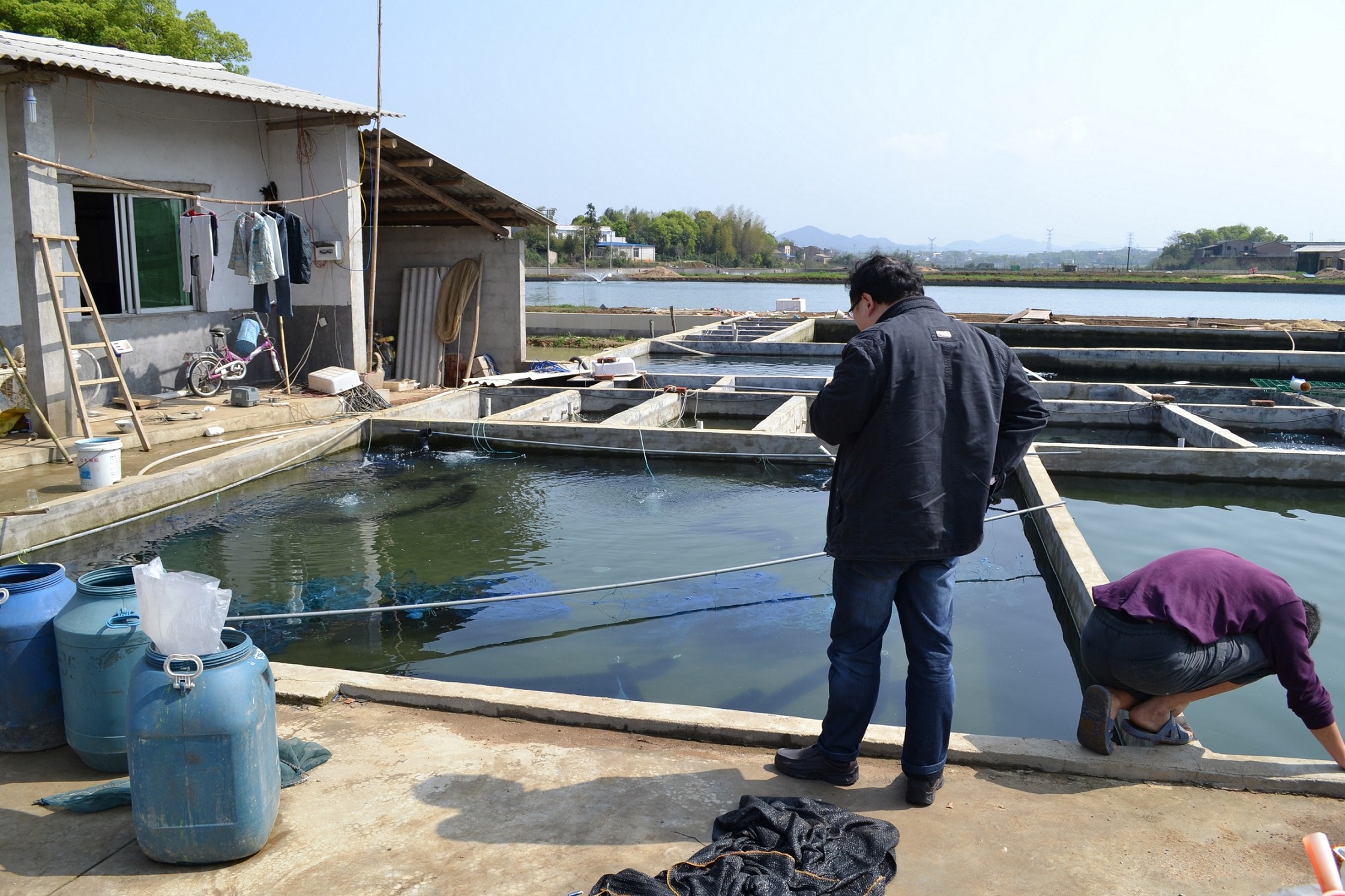 锦鲤池养殖方法图解,锦鲤繁殖全过程纪录片
