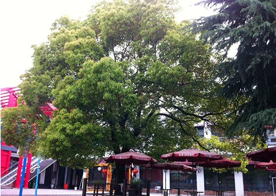 常熟记忆之:雪松之下——校友眼中“省中”的前世今生