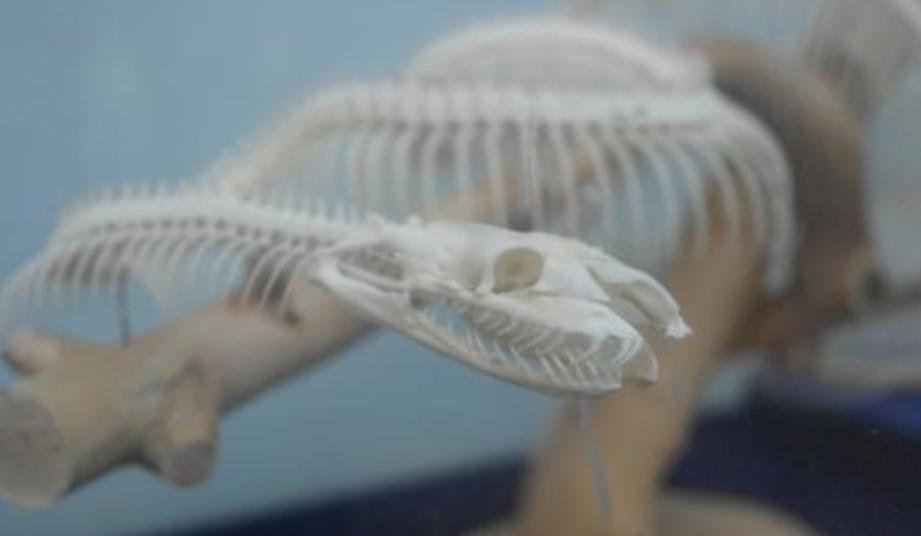 在福建福州蛇特别多有什么征兆,福州市出现蛇