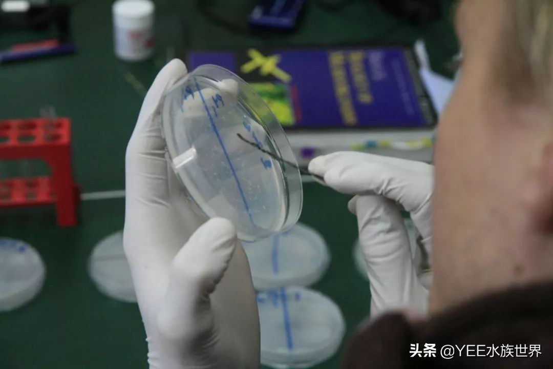 养鱼em菌的正确使用方法,在水产养殖中em菌是起什么效果