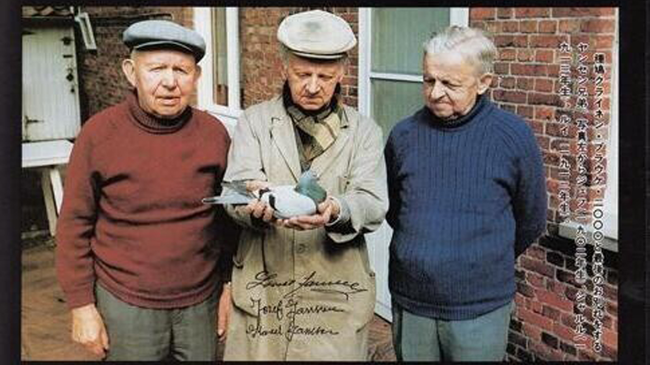 纯种鸽的鉴定方法,优秀种鸽怎样育种