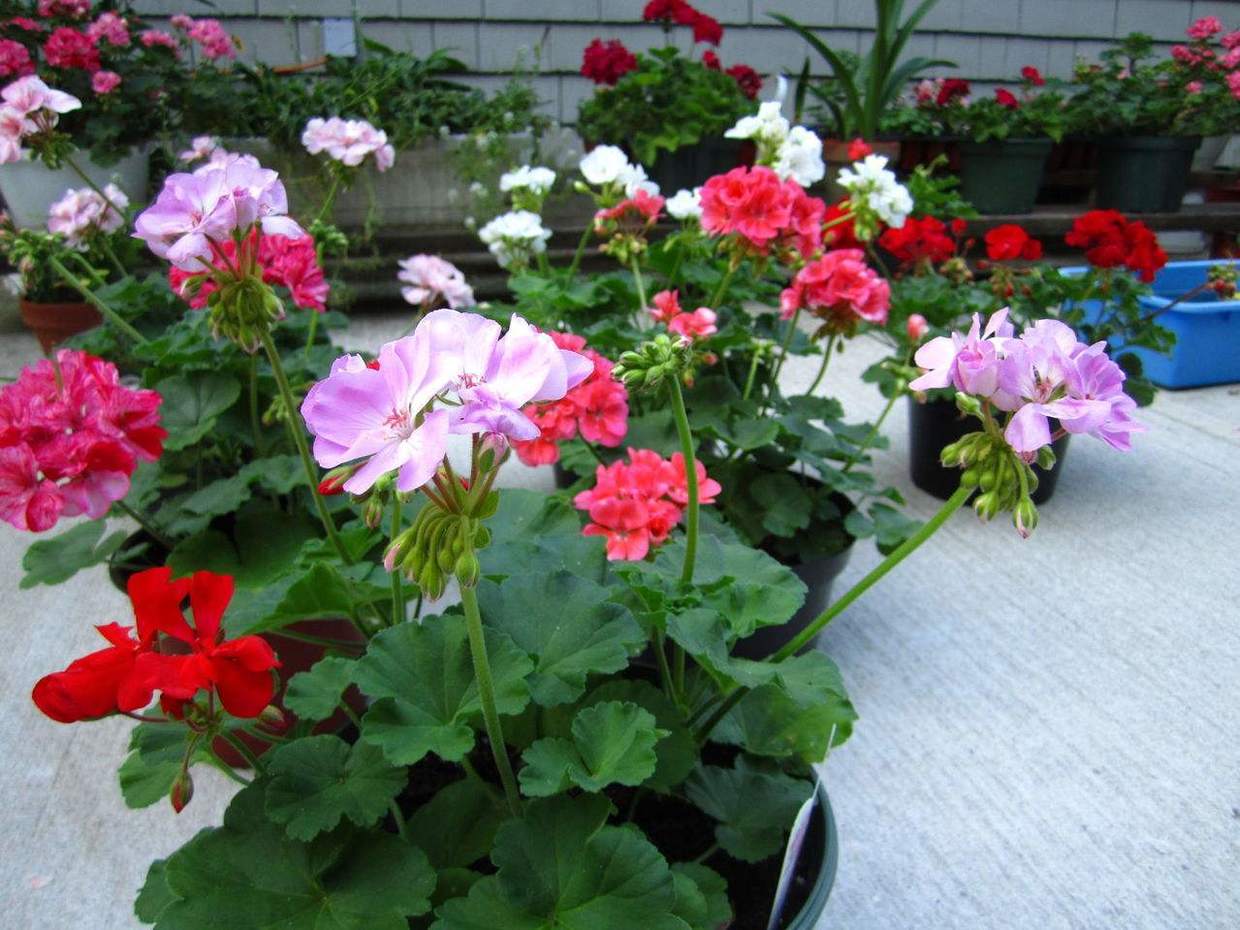 天竺葵老桩的养殖方法,天竺葵怎么过冬养成老桩