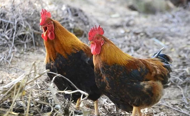 养殖鸡眼睛肿了是什么病怎么治疗,鸡眼睛瞎怎么治疗最好