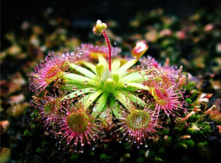 养什么植物能驱赶蚊子苍蝇,家里养盆栽会有小蚊子吗