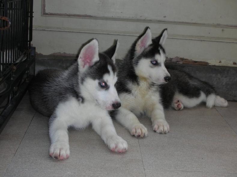 怎么区分哈士奇是纯种还是串串？ 纯种哈士奇具备4点，仔细看了