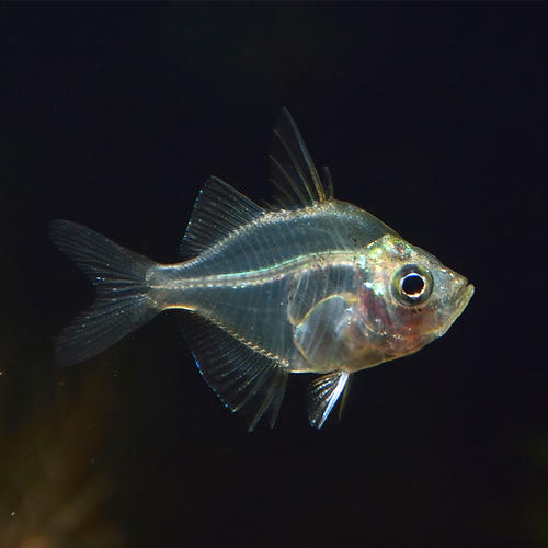 啥鱼不用加热棒也能养,用加热棒最好养的十款热带鱼