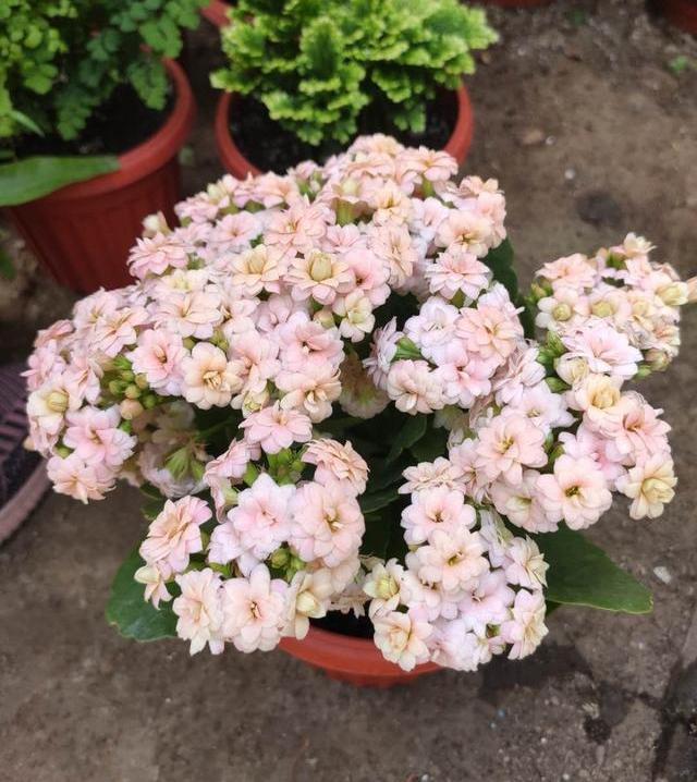 长寿花越开越小,长寿花怎么才能长得又粗又壮