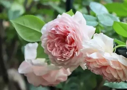 最漂亮10种微型月季,新手必入这8种月季漂亮好养