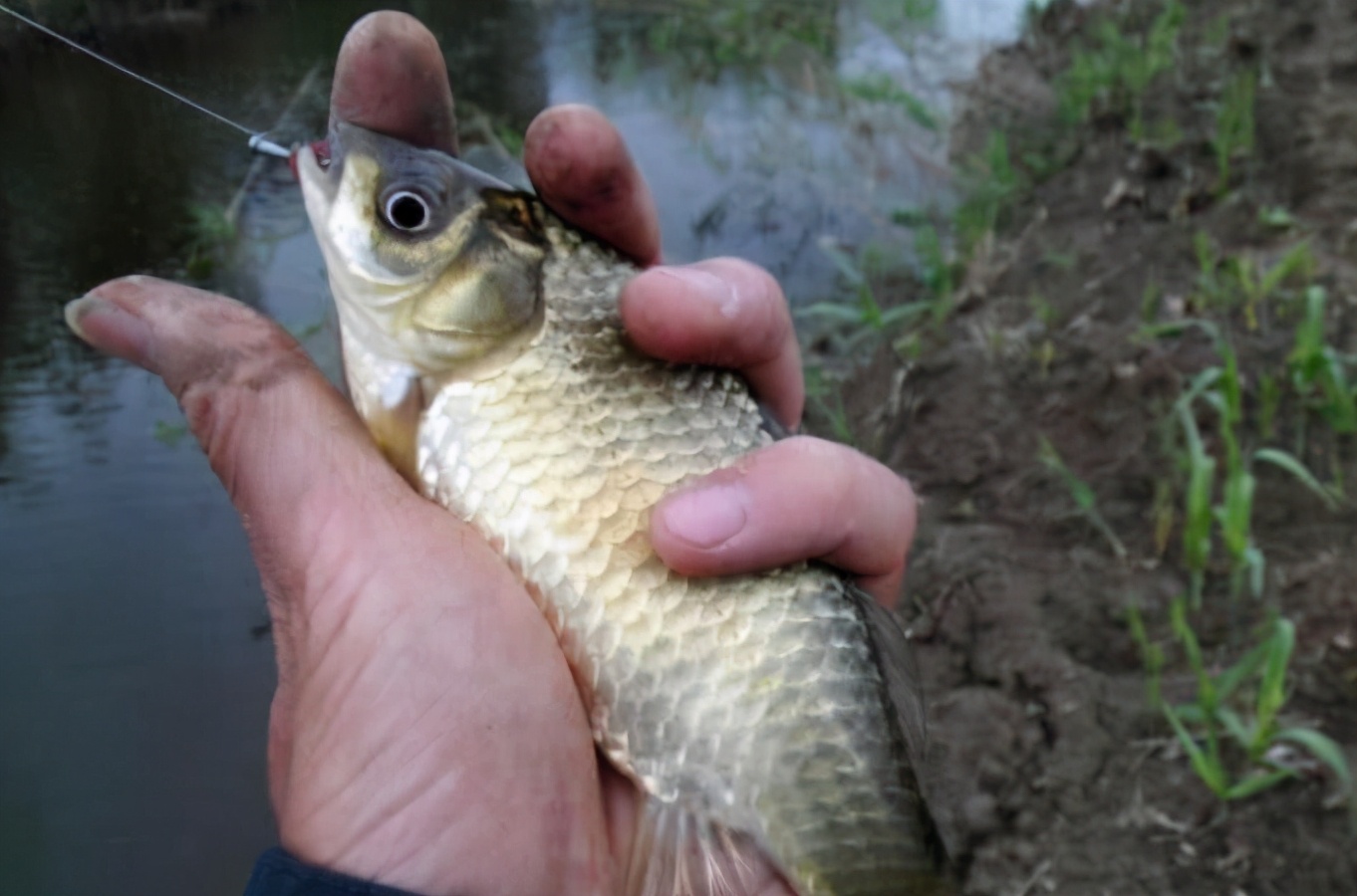 天冷大板鲫会靠岸吗,天冷为什么能钓大板鲫