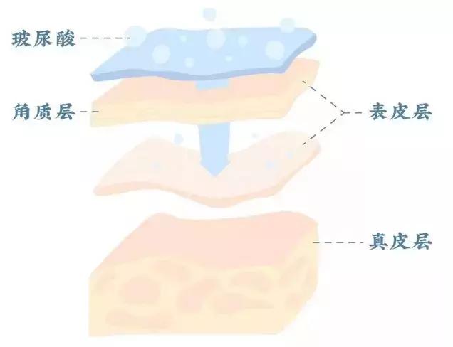 玻尿酸护肤成分以及功能介绍,玻尿酸护肤产品真的能进入皮肤吗