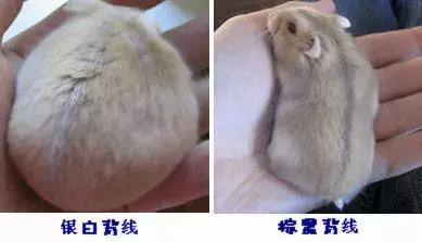 坎贝尔仓鼠和加卡利亚仓鼠,仓鼠生育的小仓鼠种类