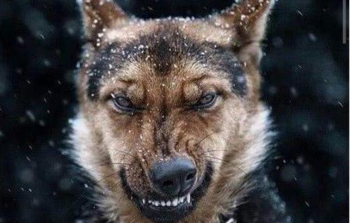 小狗10种吸引狗狗过来的叫声,狗狗叫声像狼嚎一样是怎么回事