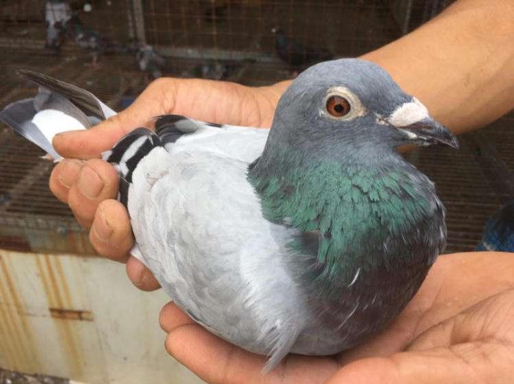 信鸽种鸽一年出几窝为好,信鸽经常出双雄的种鸽好吗