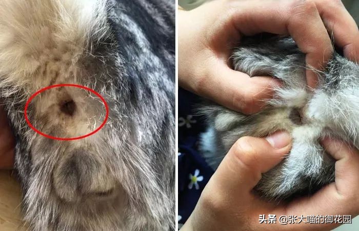 辟谣猫咪的六个谣言,辟谣猫咪并非黑夜都能看得清