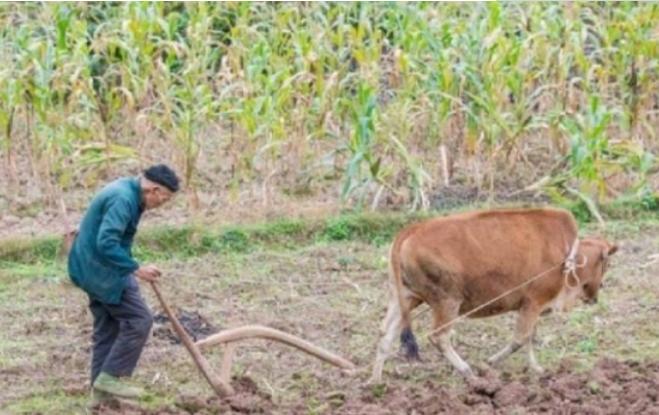 长寿之王龚来发,长寿之王龚来发终身未娶