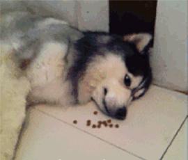 狗狗的便便是红色的还很硬,狗狗的便便怎么能看出来有虫