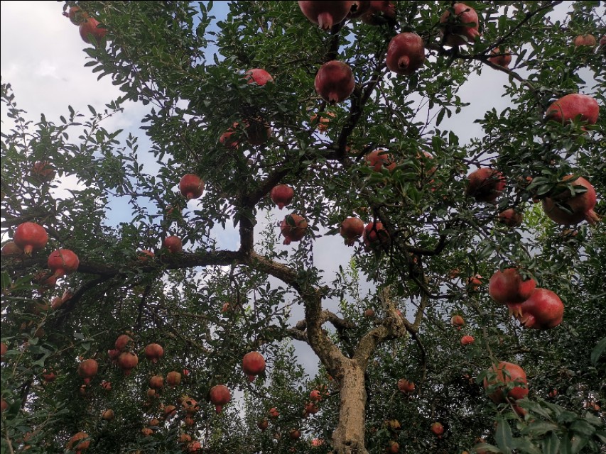 云南建水酸石榴皮薄多汁,建水县老树酸甜石榴