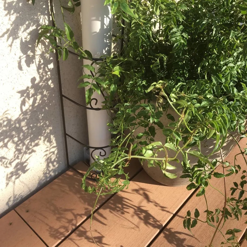 房顶侧边排雨水管,顶楼阳台雨水管在室内改道