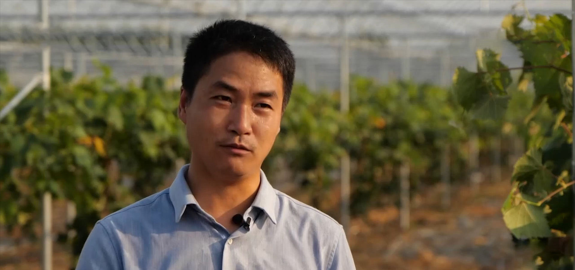 农村种植葡萄一年收入,农村种植葡萄年入500万