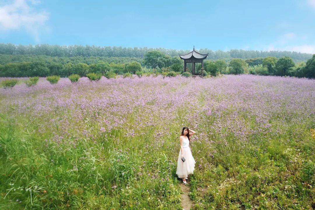 三月赏花一日游上海景点,本月上海赏花一日游最佳去处