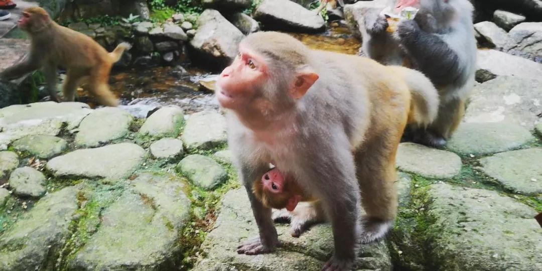 贺州姑婆山景区国家森林公园,贺州姑婆山森林公园路线