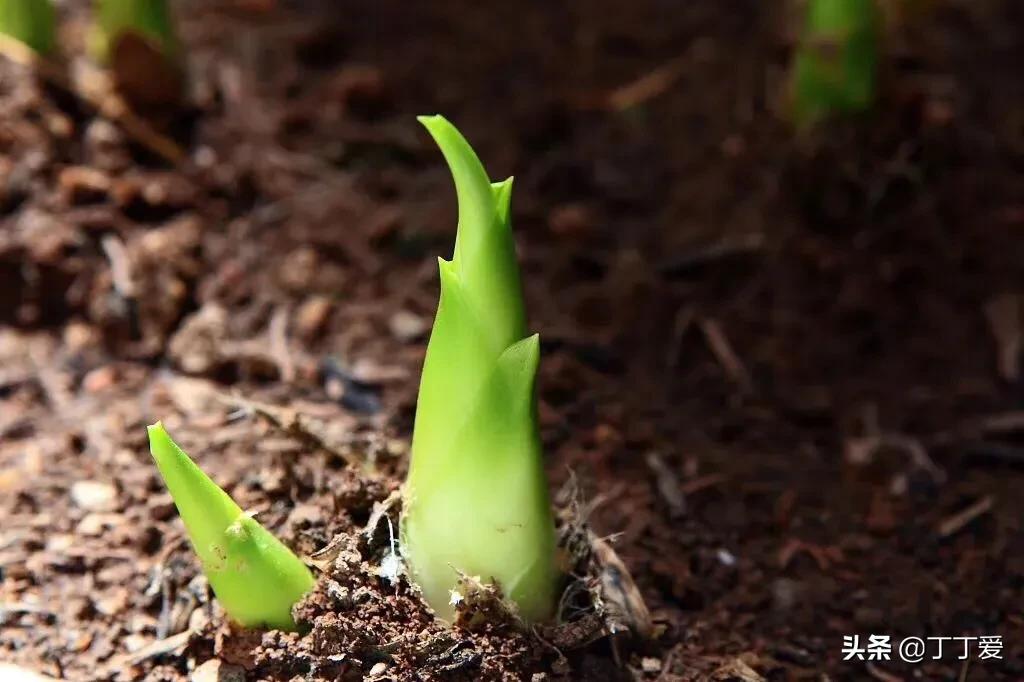 做知识付费前途,学桥梁有前途吗