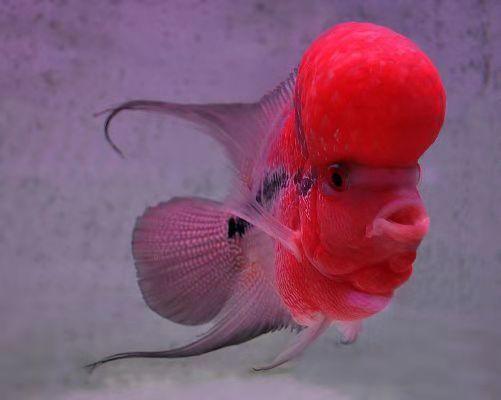 观赏鱼复口吸虫病怎么治,鱼体内虫怎么清除