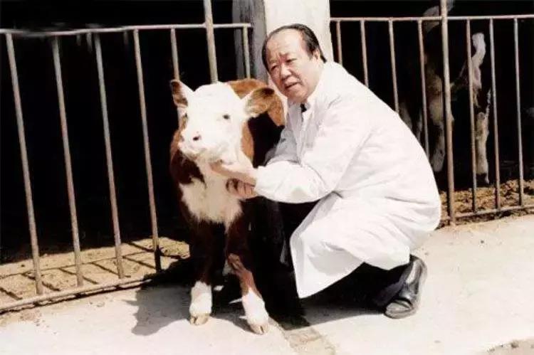 牛原本个人资料,内蒙古牛能有多大