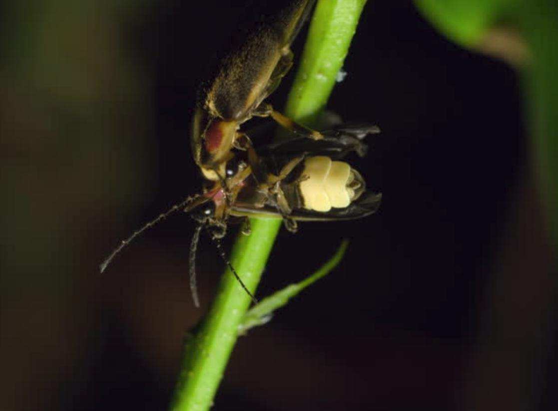 农村有萤火虫现在怎么没了,以前农村常见的萤火虫