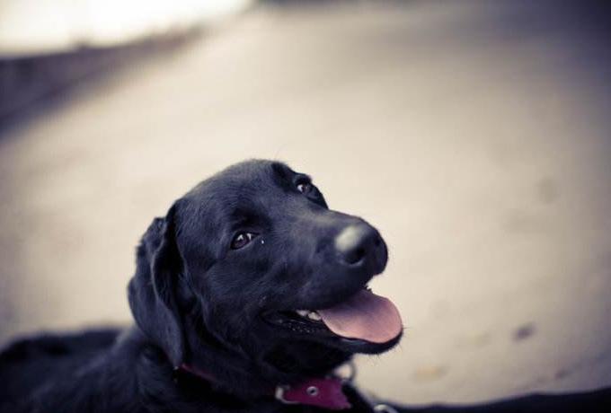 拉布拉多为什么不建议养黑色的,拉布拉多黑色性格好吗