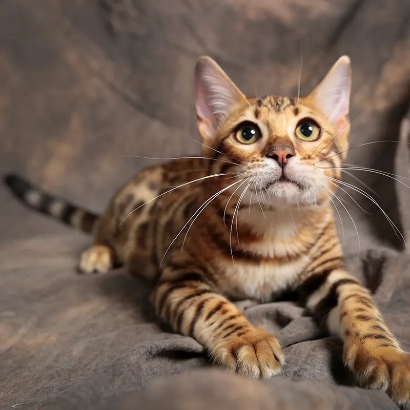 猫宫庄园如何选择适合猫咪的猫砂,猫咪又尿床又尿沙发该怎么教训