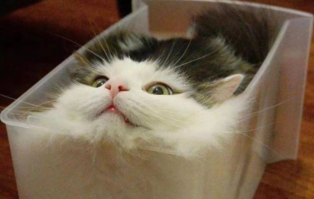 宠物界的柔术高手：“液体猫咪”，对老鼠来说简直就是噩梦