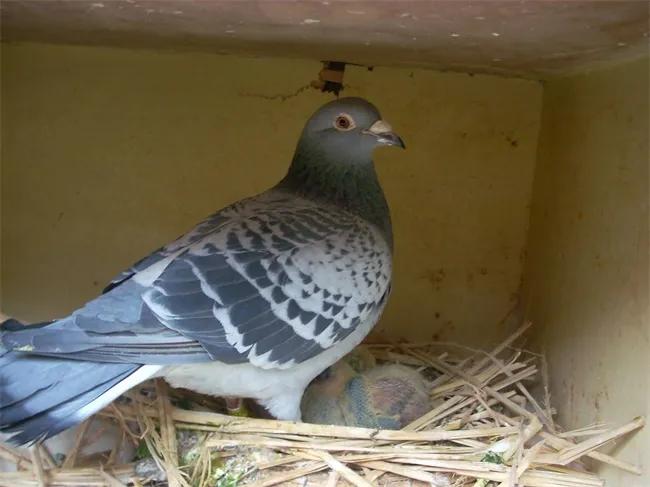 养殖业目前养什么前景最好,现在养殖业什么前景最好家庭养殖