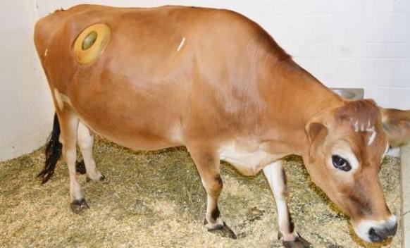 国外牛身上为什么要开洞,牛肚子上开洞放气牛不感染吗