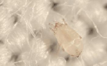 爱长痘的人一直长痘,爱长痘痘的皮肤