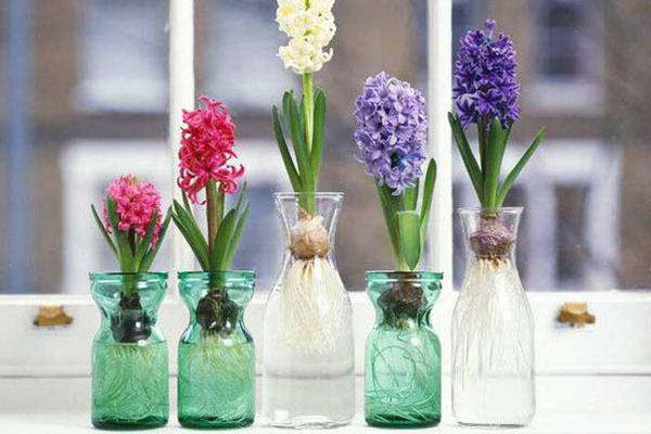 水培风信子可以转为土养吗,风信子水培如何繁殖