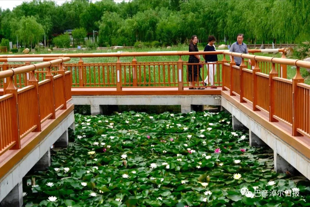 临河植物园景色,临河荷花景区