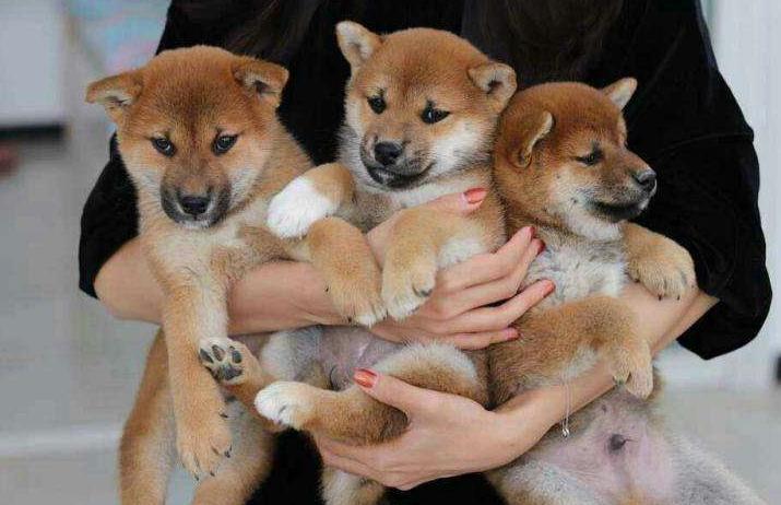 日本柴犬缺点是什么,日本柴犬喜欢吃什么