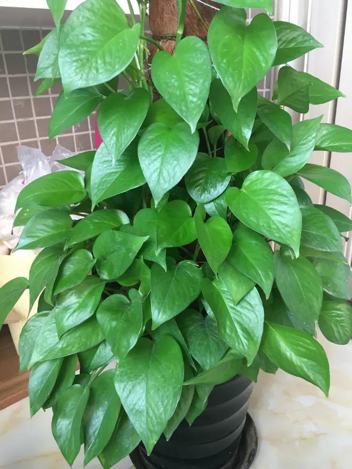 绿萝里面的小机关,绿萝有小机关怎么办