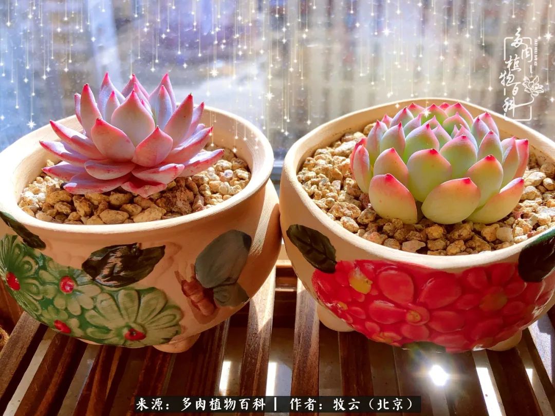 多肉植物一样的生机勃勃,多肉生活充满诗意