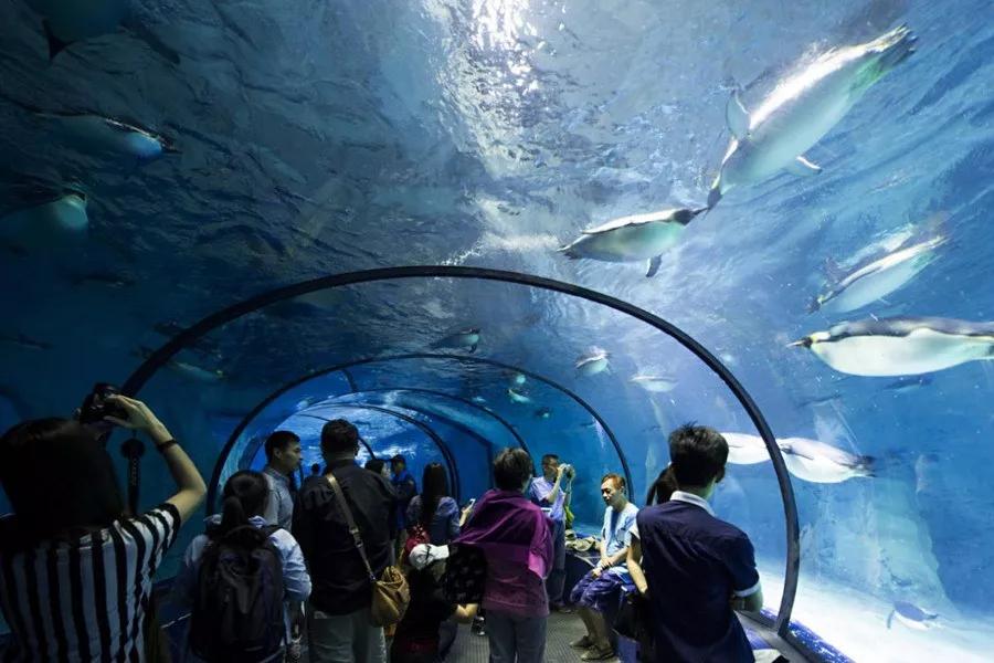 珠海长隆海洋王国建造,珠海长隆海洋王国海底房顶