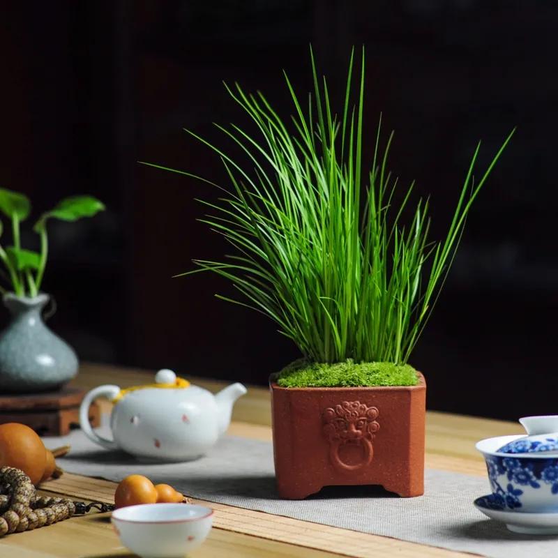 一年四季不死的十种花水养,最好养的3种花丢土里就能活