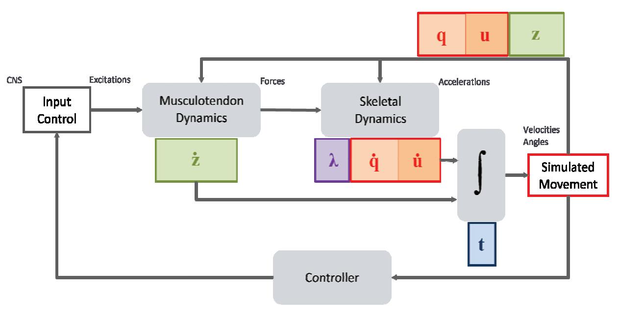 肌骨模型,骨肌仿真模型