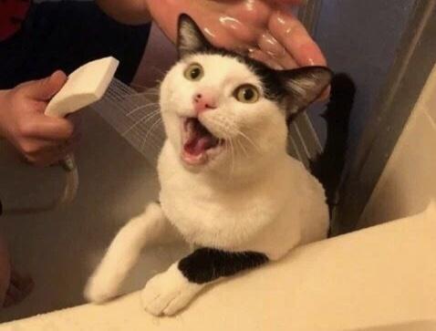 猫咪不建议洗澡的原因,猫咪不抗拒洗澡可以经常洗澡吗