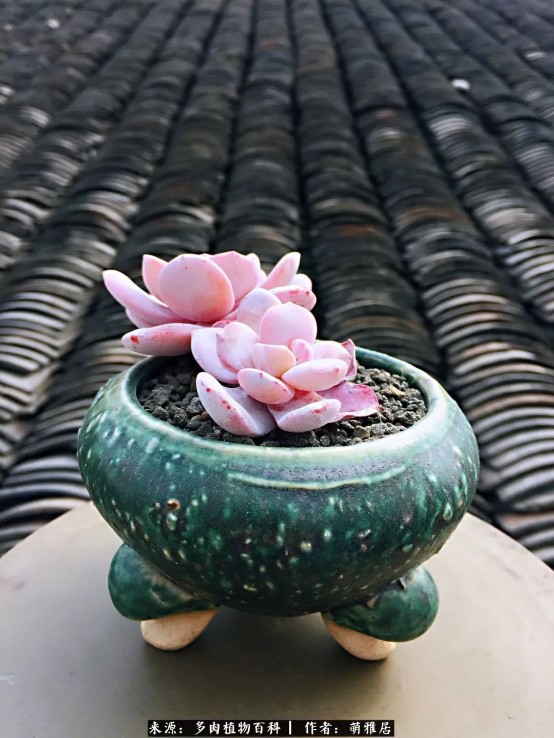 鍒濆啲鏆栭槼鍥寸倝鐓尪,鍐洦鍝佽尪