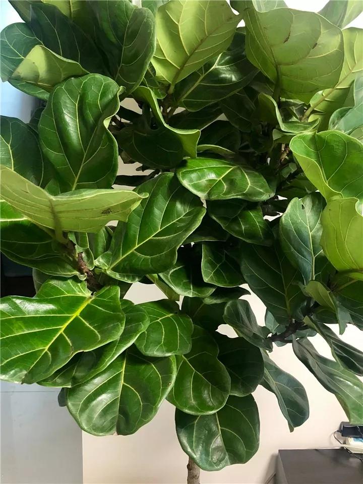 花卉叶子喷什么水好,什么溶液喷花卉叶子最好