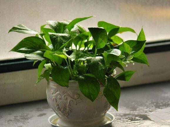 冬天绿萝怎么浇水防烂根,绿萝冬季浇水正确方法