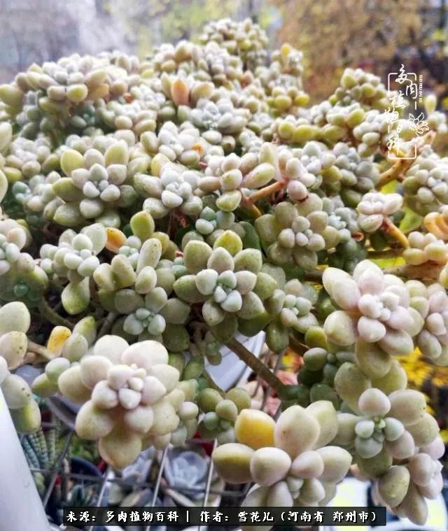 我的多肉乐园,多肉三寸阳台效果图