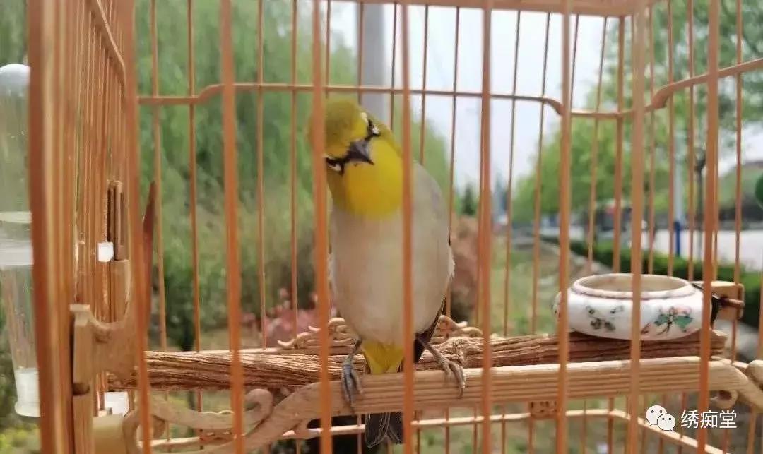 盘绣眼视频,盘绣眼最佳方法